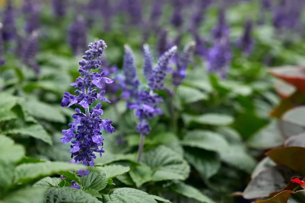 Salvia hispanica chia seeds